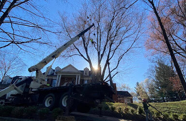 Safe and Efficient Tree Trimming and Pruning for a Residential Client in Prospect, KY
