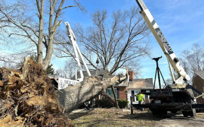 Emergency Tree Removal: New Leaf Tree Service Tackles 62-ft Oak in Clarksville, IN