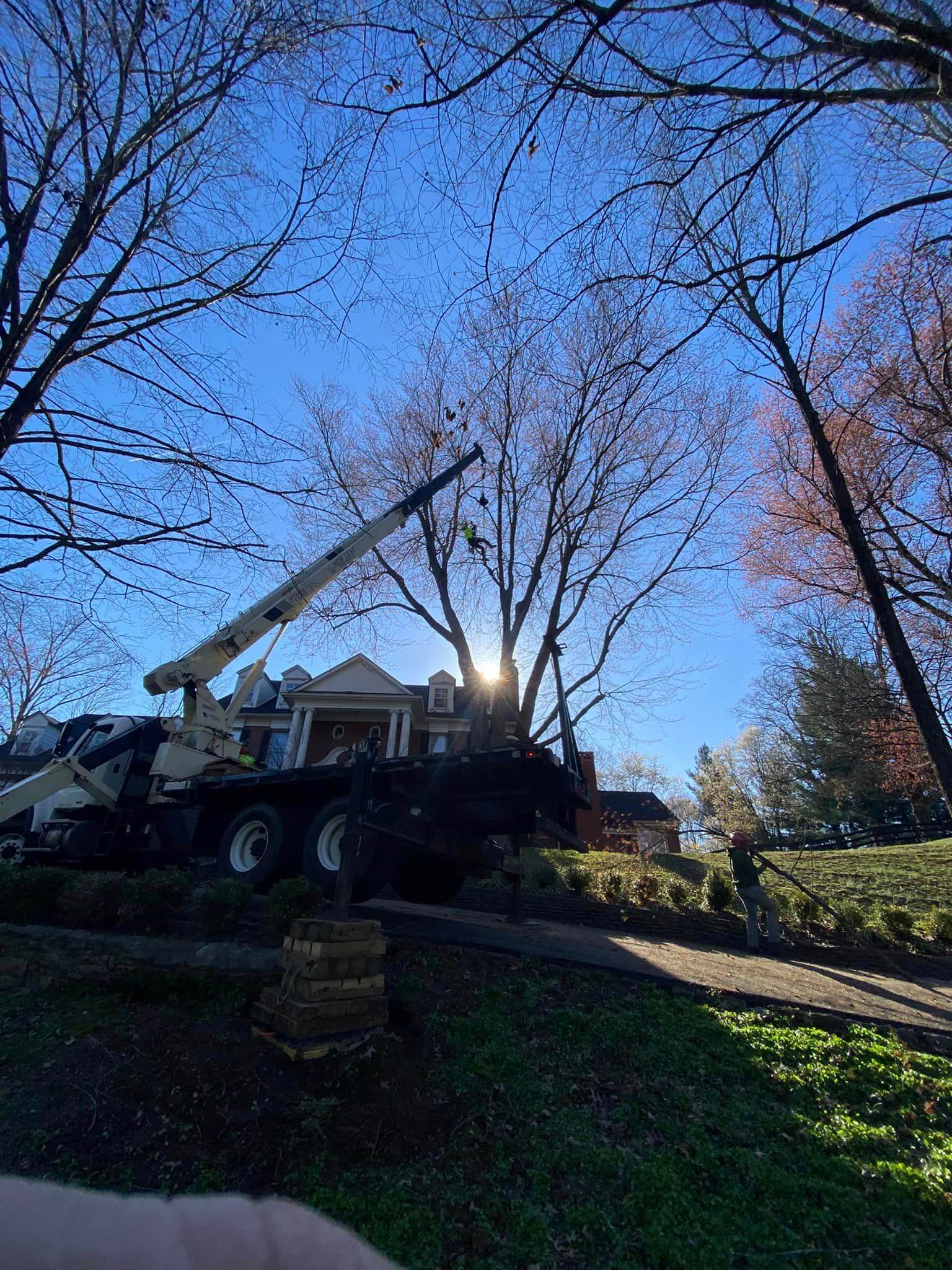 tree service prospect ky