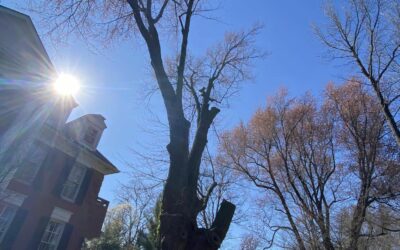 Professional Tree Trimming & Pruning Service in Prospect, KY | New Leaf Tree Service