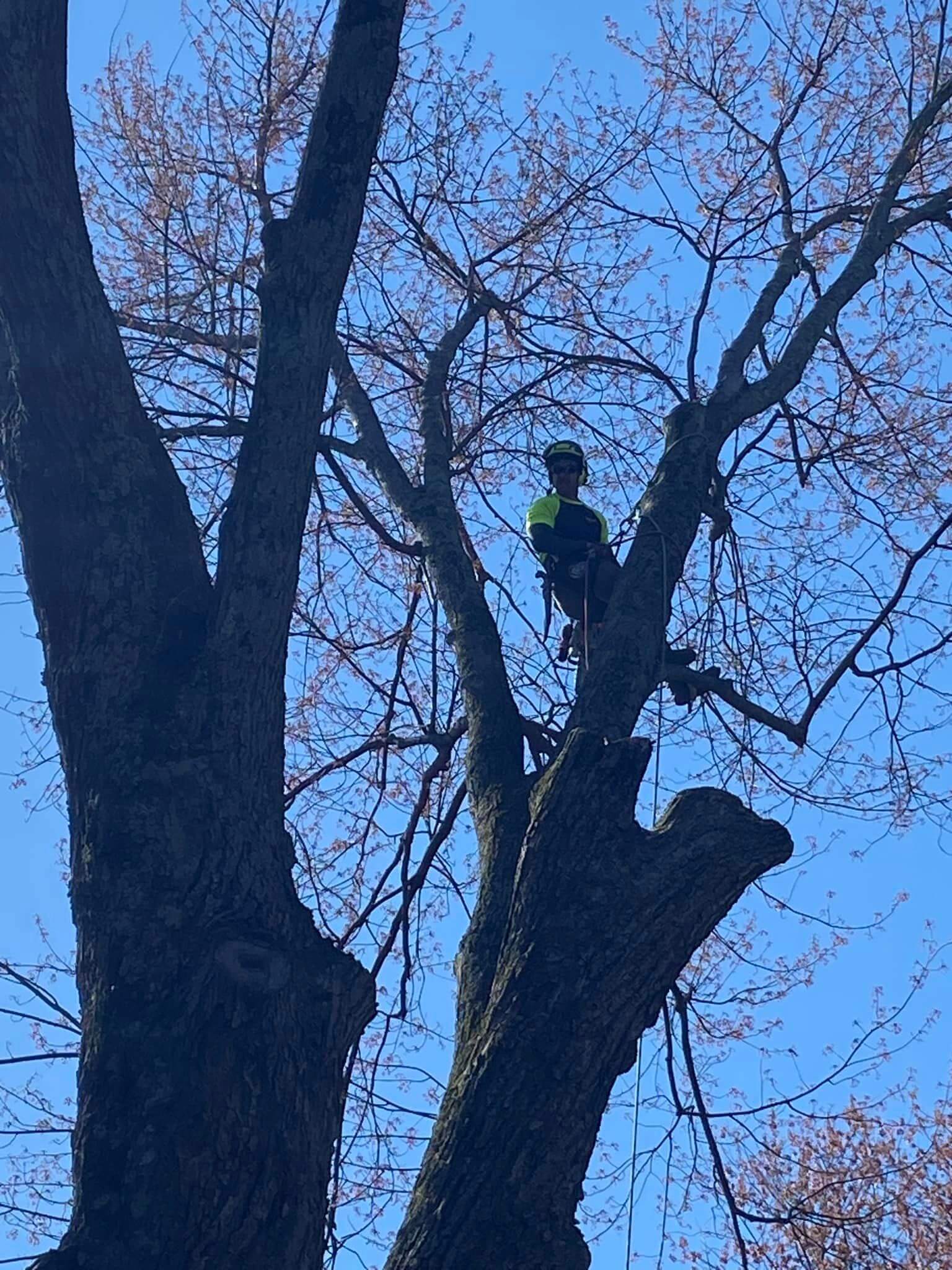 tree service louisville ky