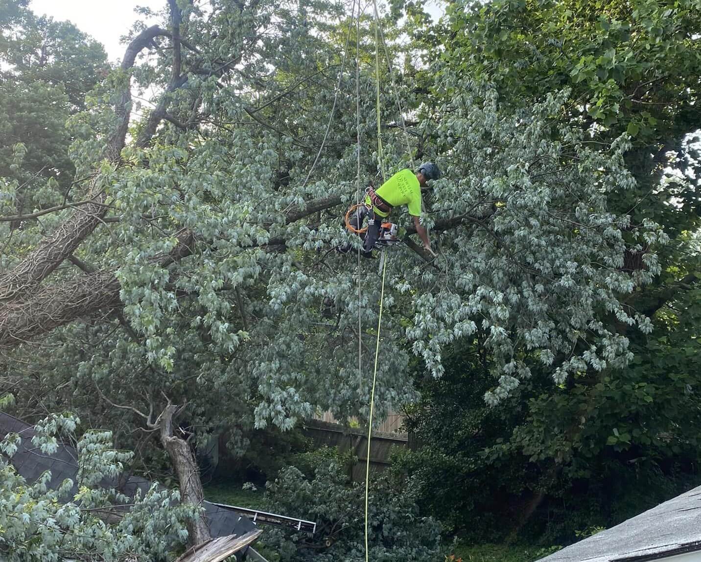 tree service louisville ky