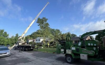 Residential Tree Removal in Prospect, KY | Certified Arborists
