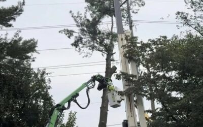 Commercial Tree Removal in Louisville, KY | ISA Certified Arborists