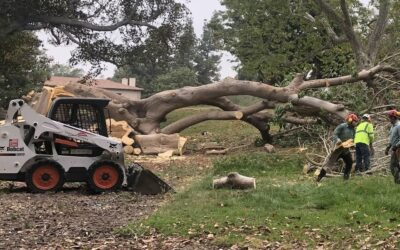 Safe Tree Removal in Prospect, KY | New Leaf Tree Service