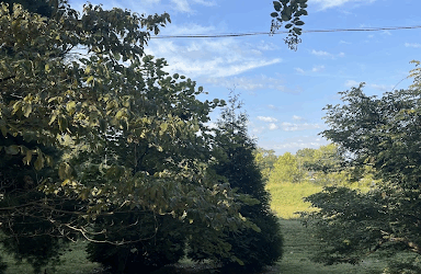 Precision Removal of a Diseased Pin Oak at Louisville Home