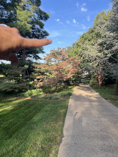 Diseased Large Tree Removed