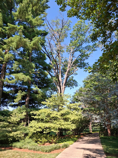 Diseased Large Tree Removed