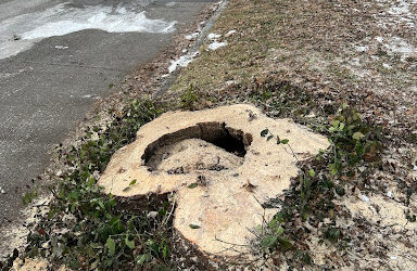 Efficient Stump Grinding and Cleanup for a Residential Client in Louisville, KY