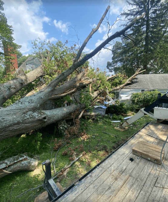 Before Emergency Tree Removal in Louisville