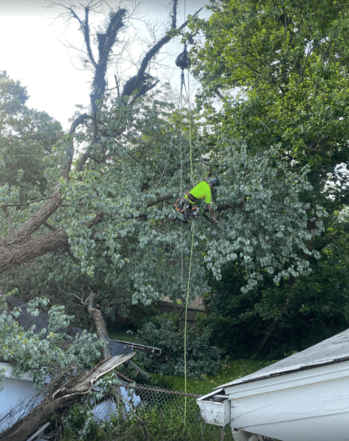 During Emergency Tree Removal in Louisville