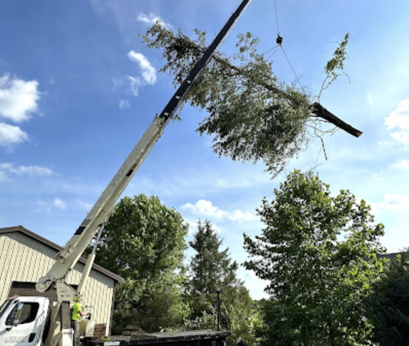 Hazardous Tree Removal in Prospect, KY: New Leaf Tree Service Ensures Safety