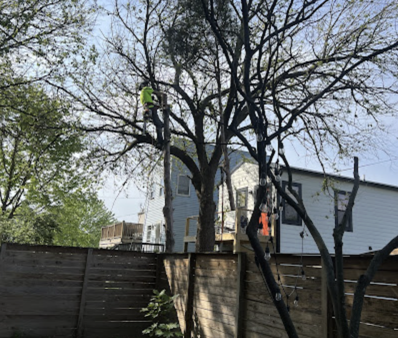 Enhancing Property Aesthetics: New Leaf Tree Service Removes Unsightly Tree in Louisville, KY