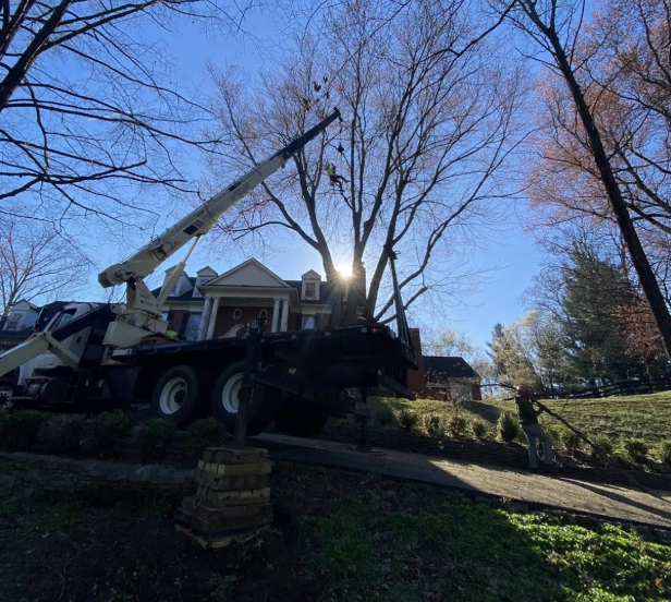 Safeguarding Properties: New Leaf Tree Service’s Expert Maple Tree Removal in Crestwood, KY