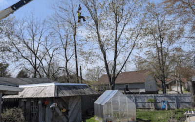 Expert Ash Tree Pruning in Prospect, KY: Health, Aesthetics, and Neighborly Solutions by New Leaf Tree Service