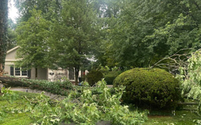 New Leaf Tree Service Renders Immediate Aid With Storm-Damaged Tree Removal in Louisville, Kentucky
