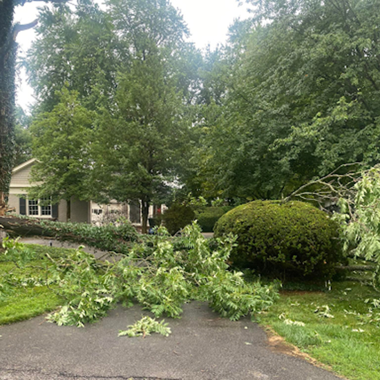 Storm Damage Tree Removal