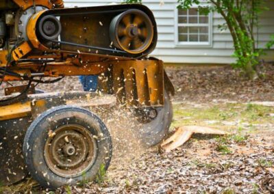 Stump Grinding Removal Louisville KY