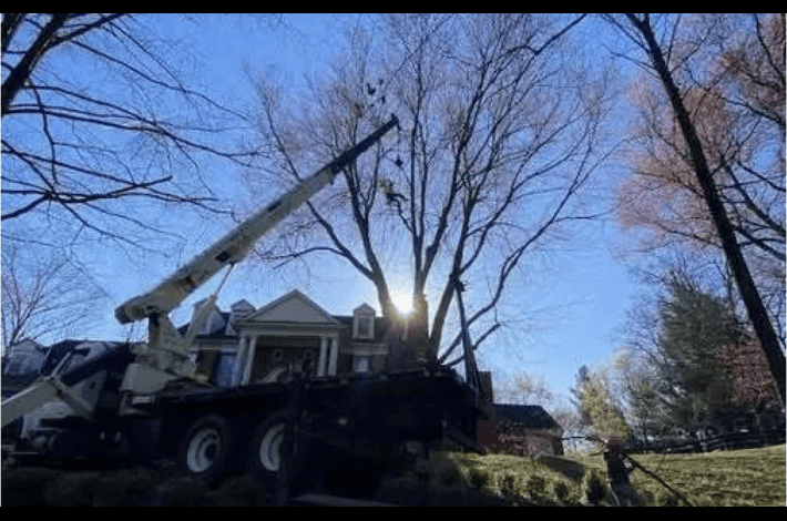 A crane and bucket truck being used to remove a tree in Louisville Kentucky