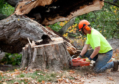 Tree Removal Removal Louisville KY