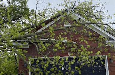 New Leaf Tree Service Offers Insurance Claim Support With Tree Removal Service in Louisville, KY