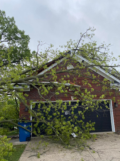 Tree Removal in Louisville
