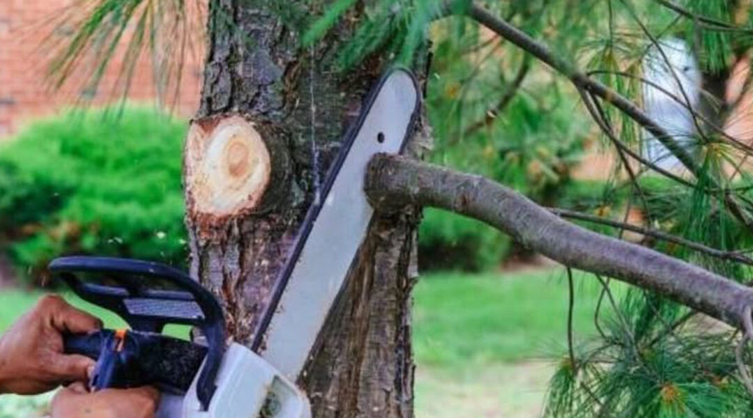 5 Benefits of Trimming Your Trees in Prospect, KY