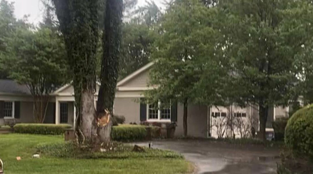 Can a Tree Survive a Lightning Strike?
