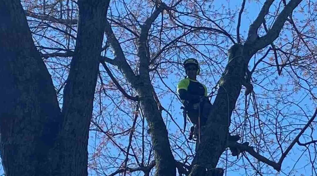 Can Over-Pruning Kill a Tree in Prospect, KY?