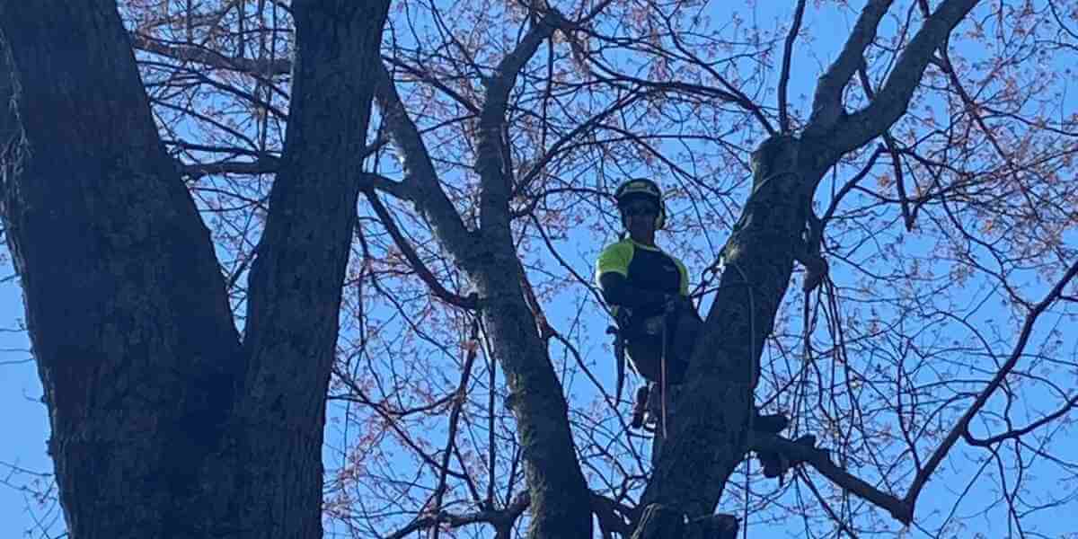 can over pruning kill a tree