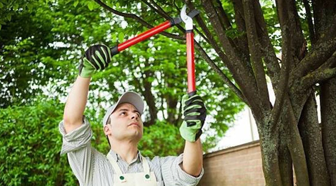 Can You Kill a Tree by Over-Pruning?