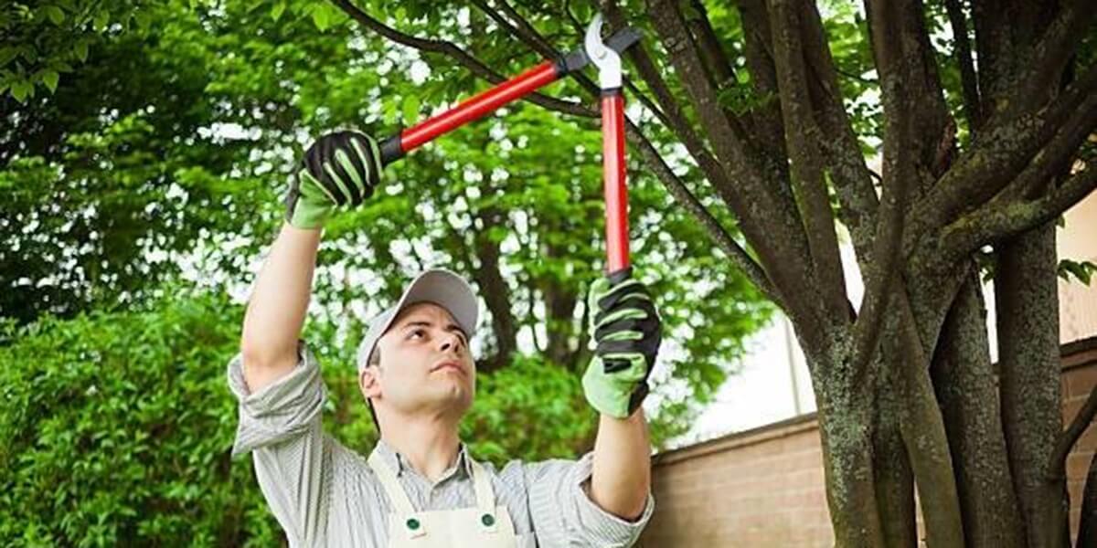 Can You Kill Trees by Over Pruning? How Do You Avoid It?