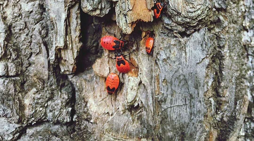Six Common Tree Pests and How To Spot Them in Louisville, KY
