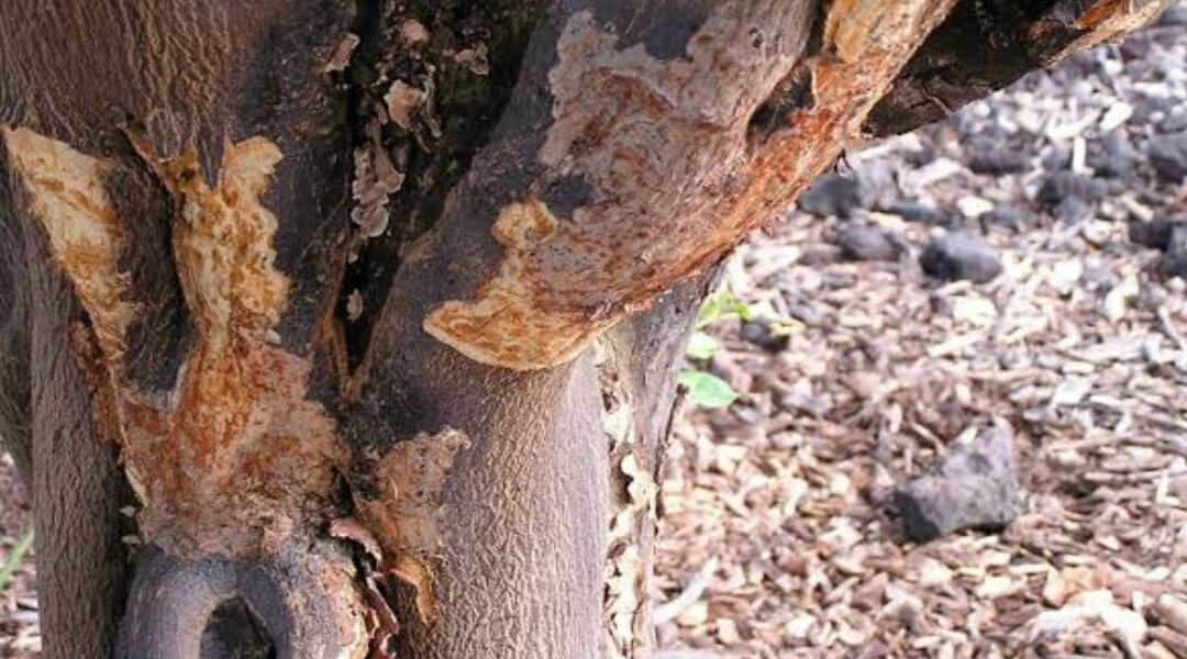 What Are the Most Common Tree Problems in Louisville, KY
