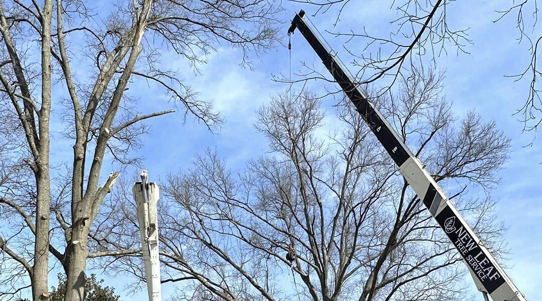 How Cranes Make Tree Removal Safer