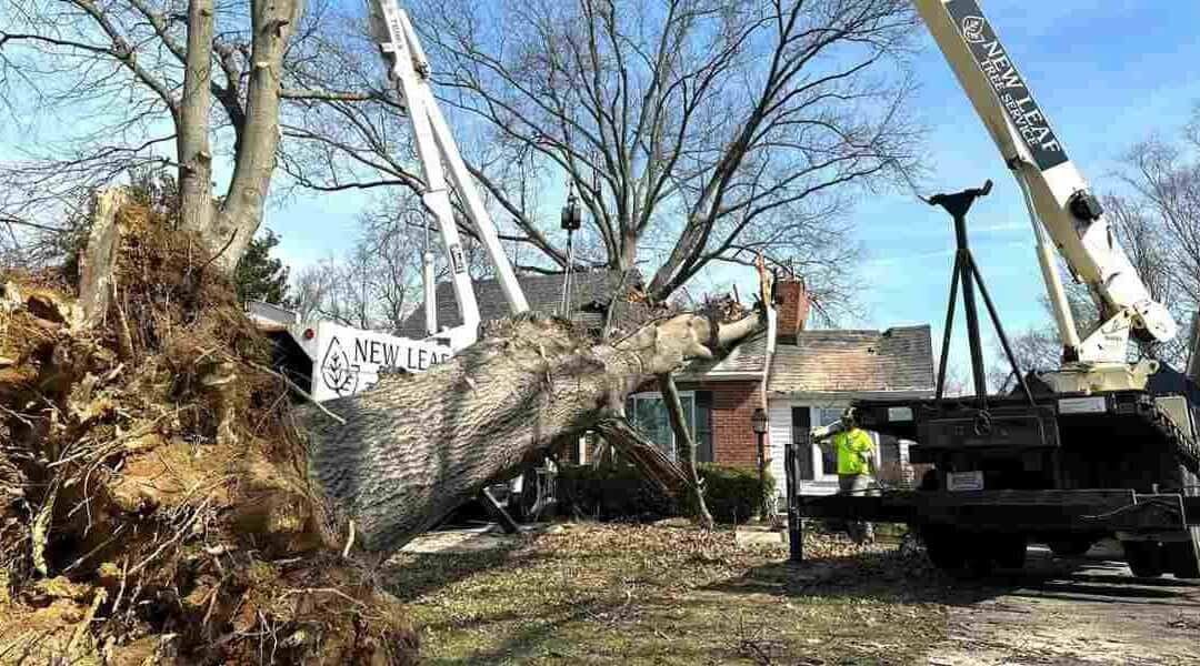 The Benefits of Using a Crane for Tree Removal in Prospect, KY