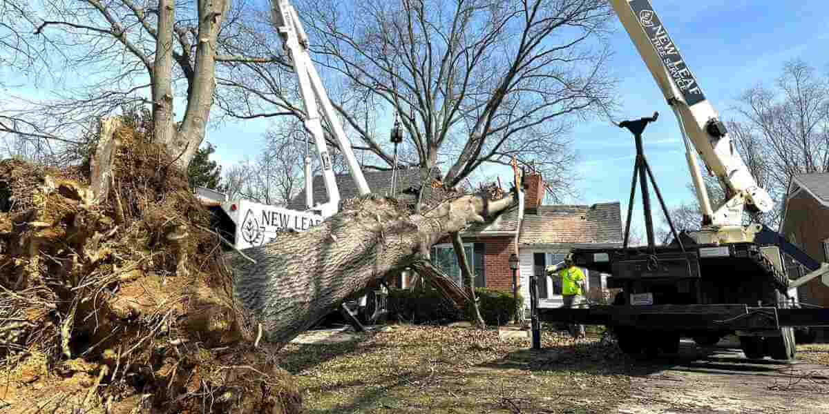 crane tree removal