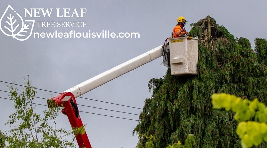 When Do You Need a Crane Tree Removal?