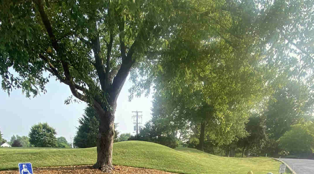 Do Mature Trees Need Watering in Louisville, KY?