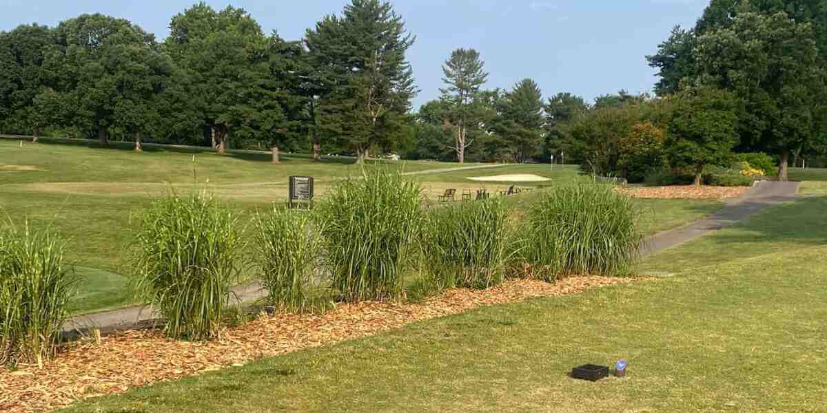 do tree roots die after stump grinding