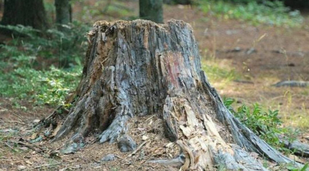 Can Old Tree Stumps Attract Termites to Your Property in Louisville, KY?