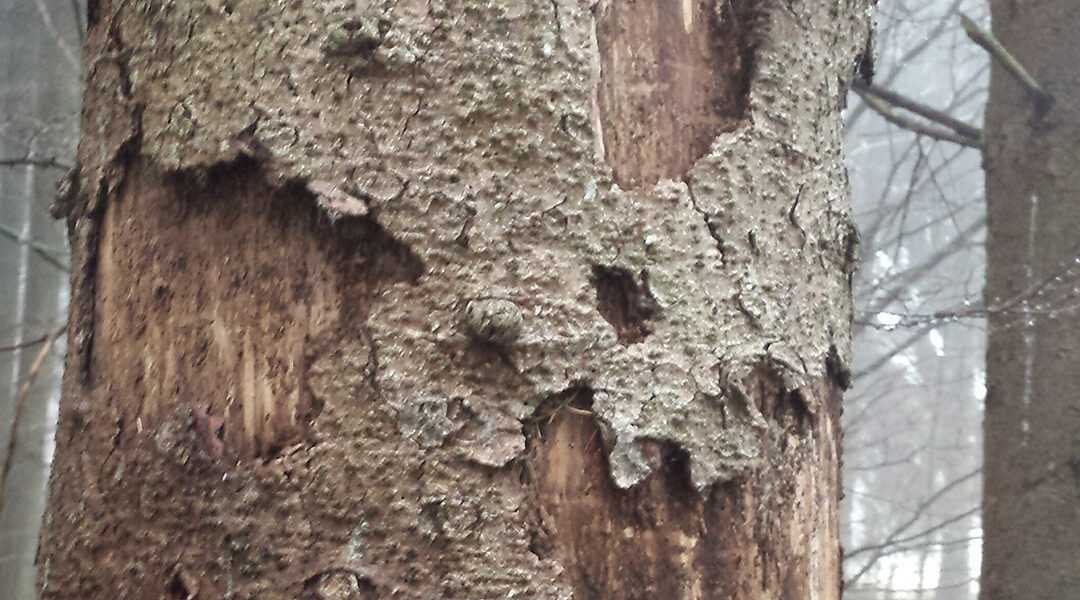 Can Damaged Tree Bark Grow Back in Louisville, KY?