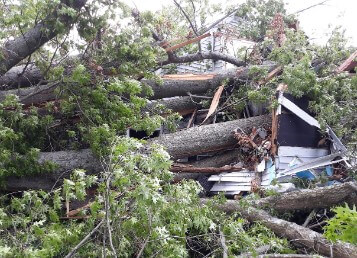 An emergency tree removal in progress in La Grange, KY