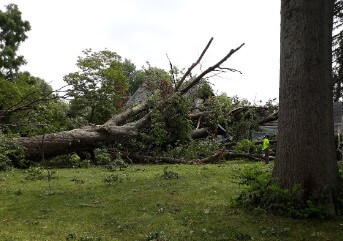 An emergency tree removal in progress in La Grange, KY