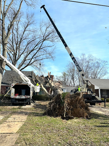 emergency tree removal louisville