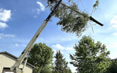 Hazardous Tree Removal in Prospect, KY: New Leaf Tree Service Ensures Safety