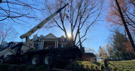 Preserving History, One Tree at a Time: Proven Tree Care for Louisville’s Historic Buildings