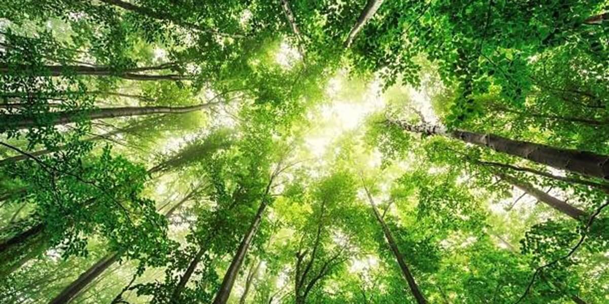 How Do Emerald Ash Borers Kill Trees? Can I Save My Tree?