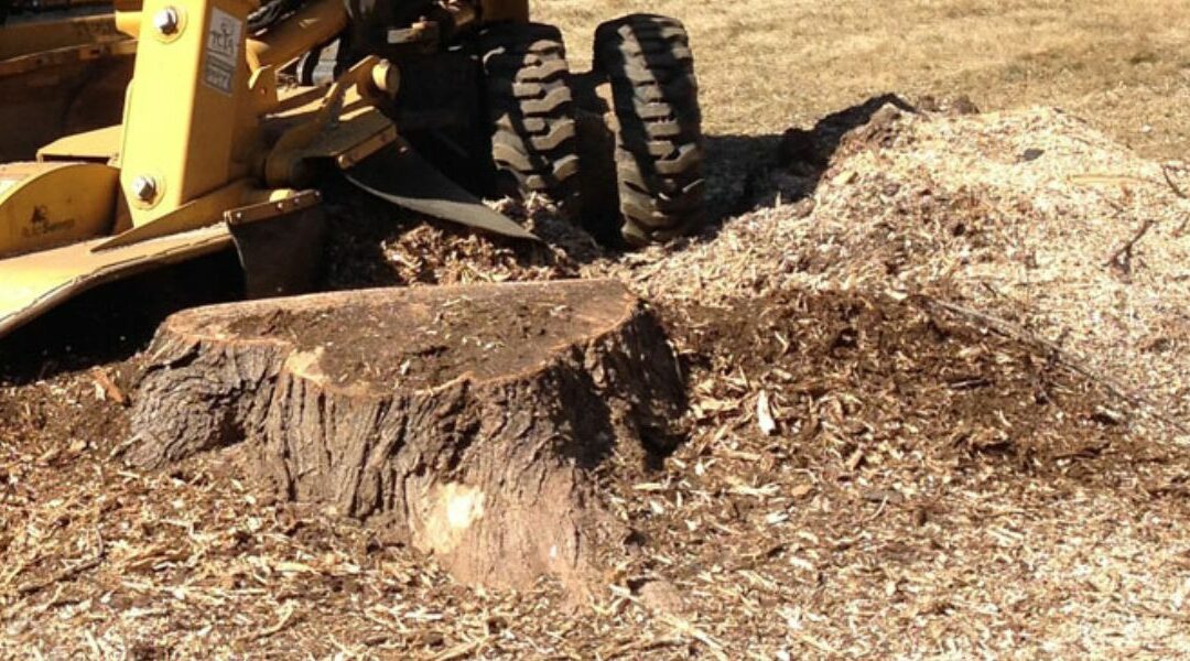 How Long Does It Take To Grind a Tree Stump?