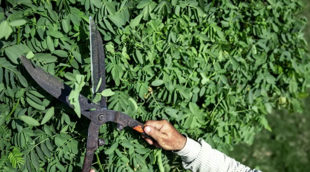 How Often Should You Trim Your Trees?